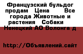 Французский бульдог продам › Цена ­ 1 - Все города Животные и растения » Собаки   . Ненецкий АО,Волонга д.